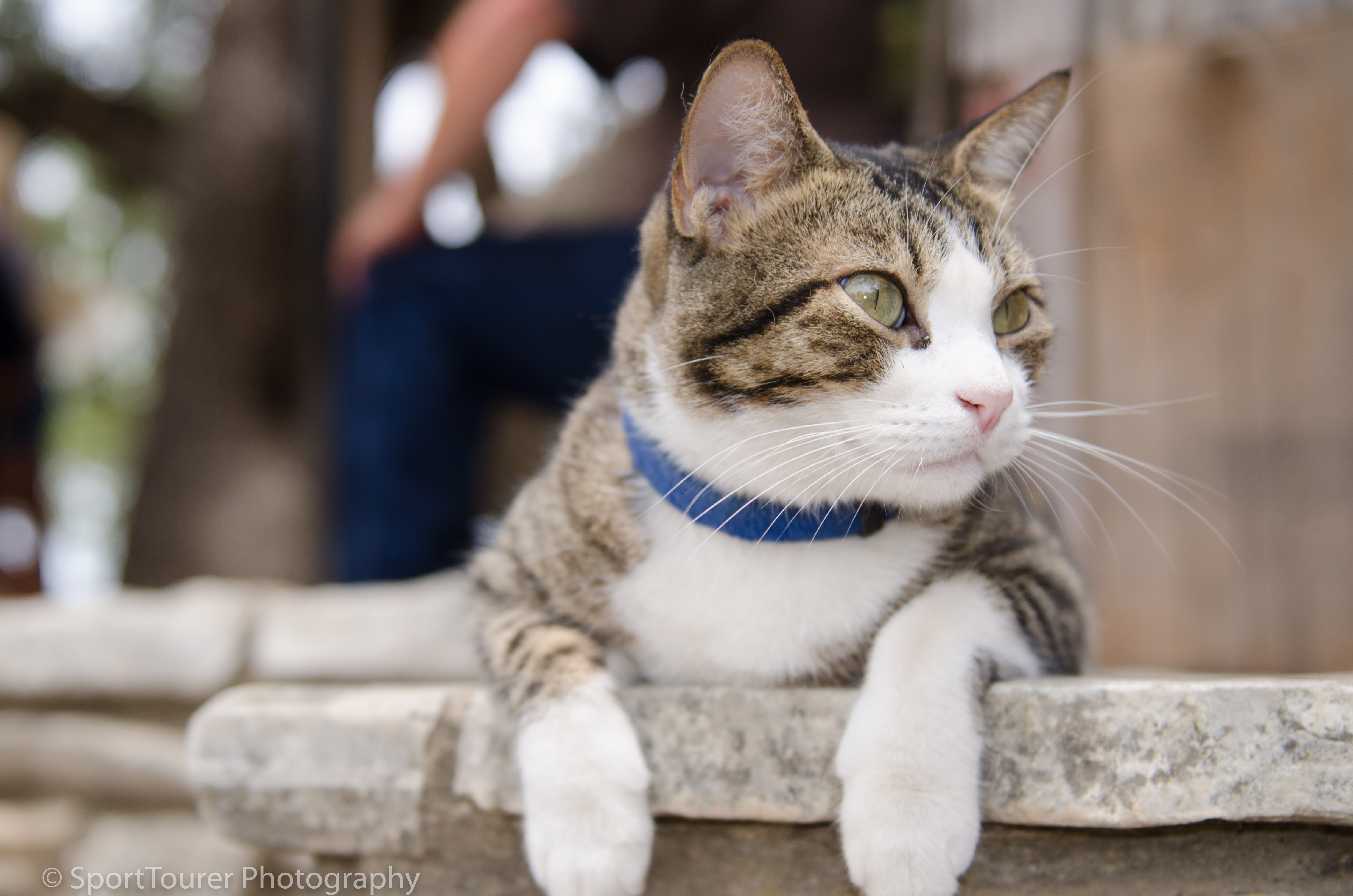  Resident cat at the Post Office in Luckenbach. 