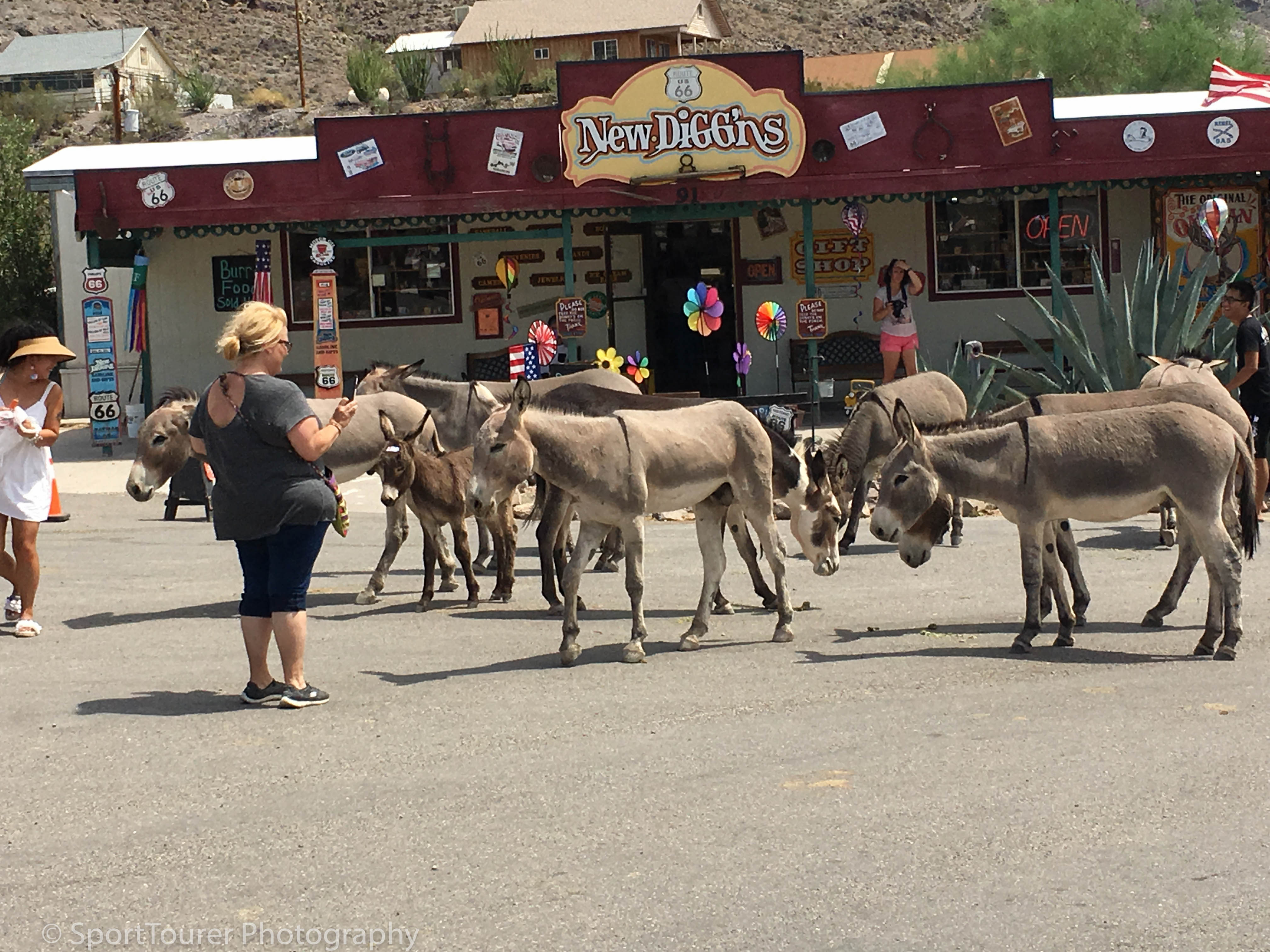  Tourists, feeding and photographing the wild Burros in Oatman, AZ 