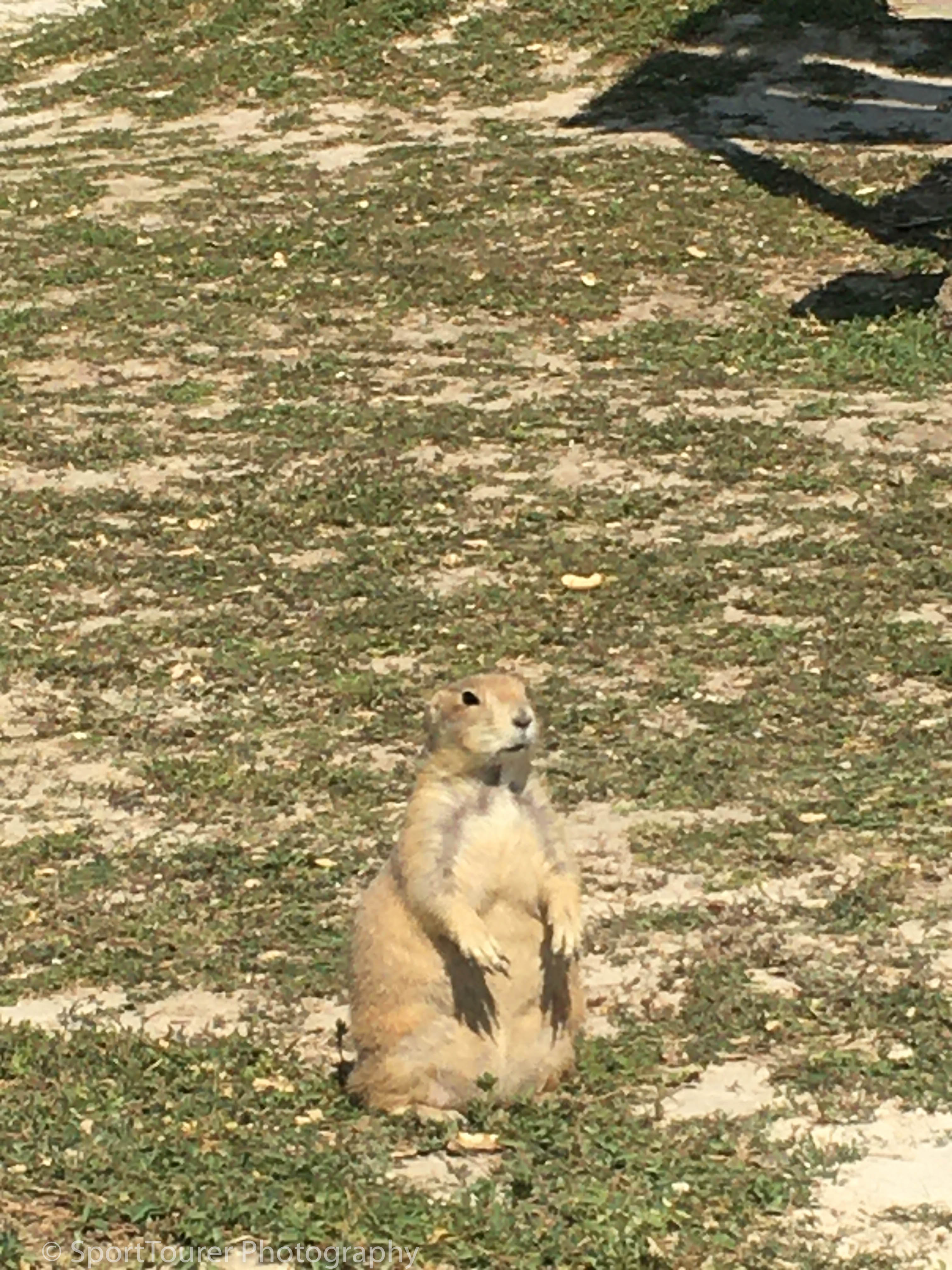  Well-fed Prairie Dog that seems to just love to have his picture taken. He struck this pose for me and I just had to oblige him 
