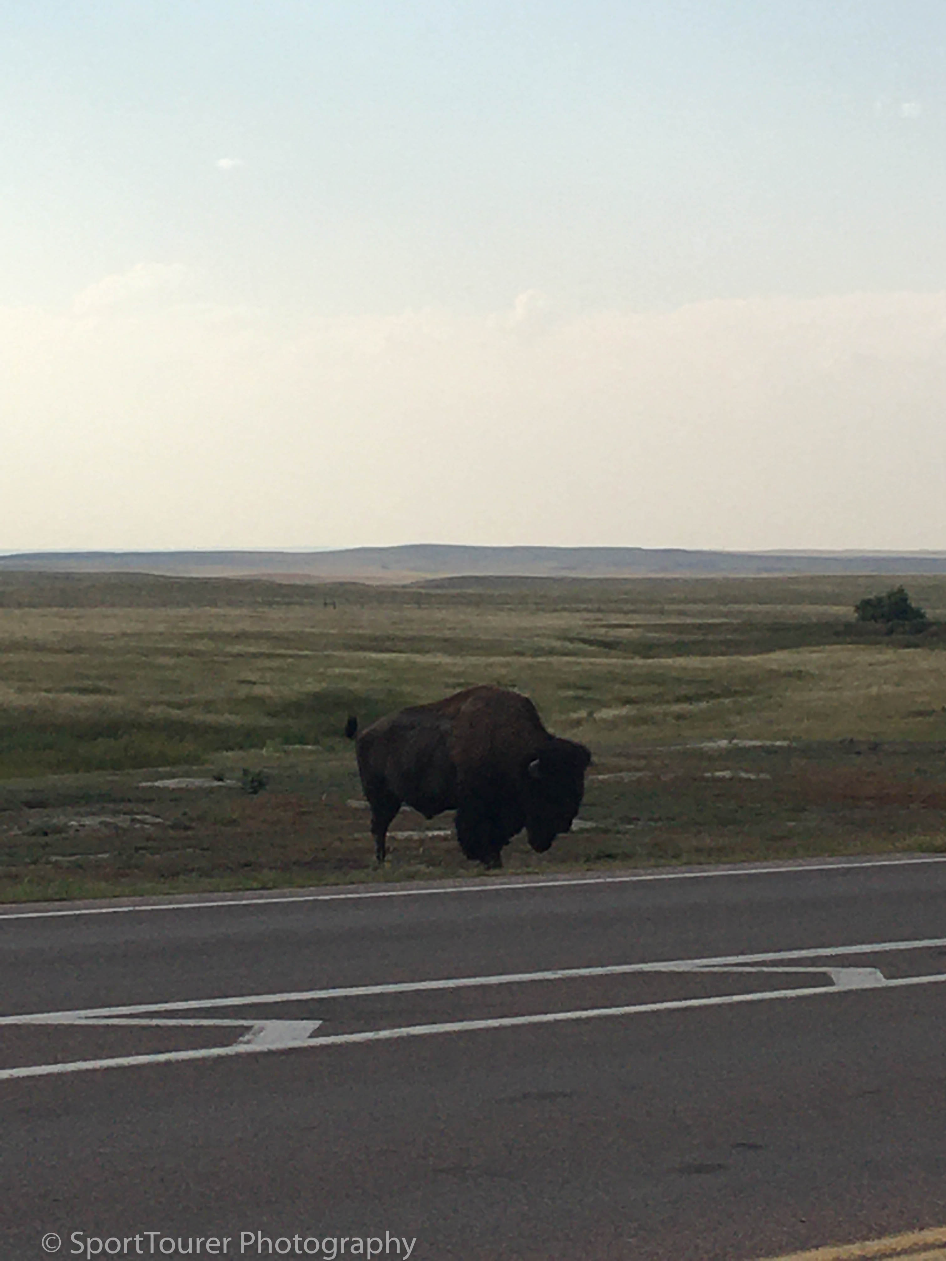  Massive Bison. I was not about to hang around and argue with him. 