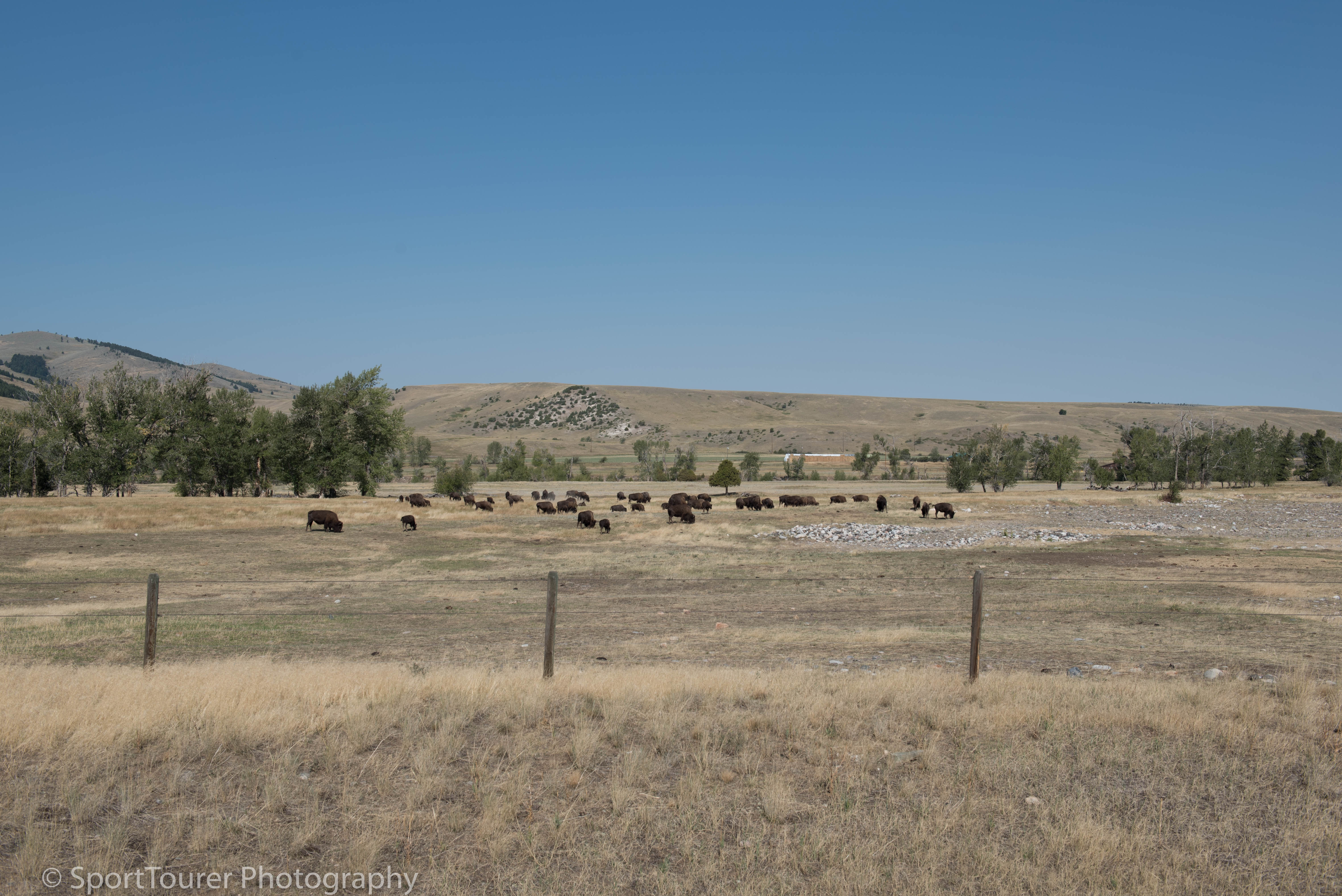  Bison ranch I stopped by at the edge of the Gallatin Custer National Forest here in Montana. 