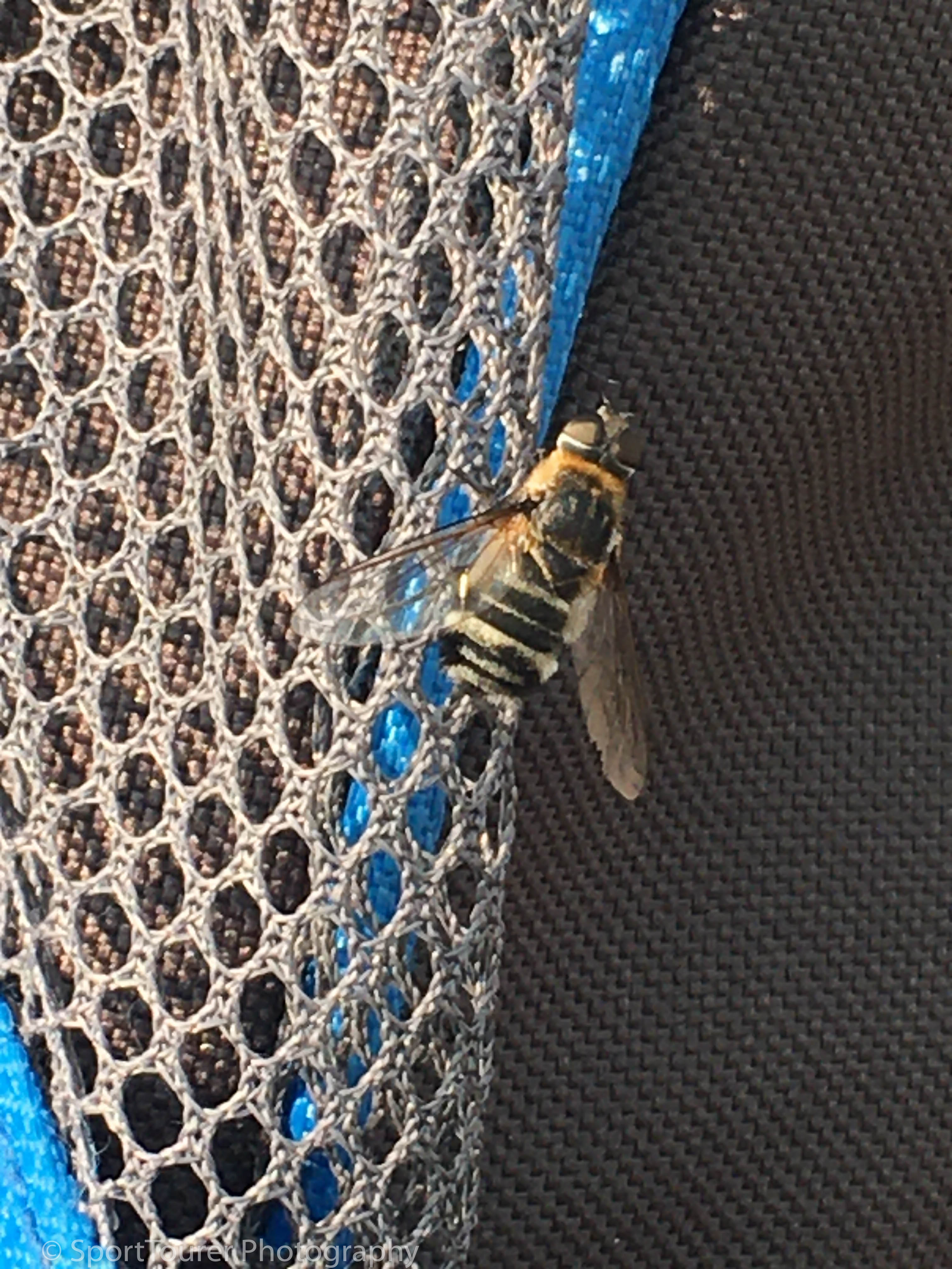  This Bee latched onto my food bag out on the prairie during one of my rehydration breaks, and hard as I tried to 