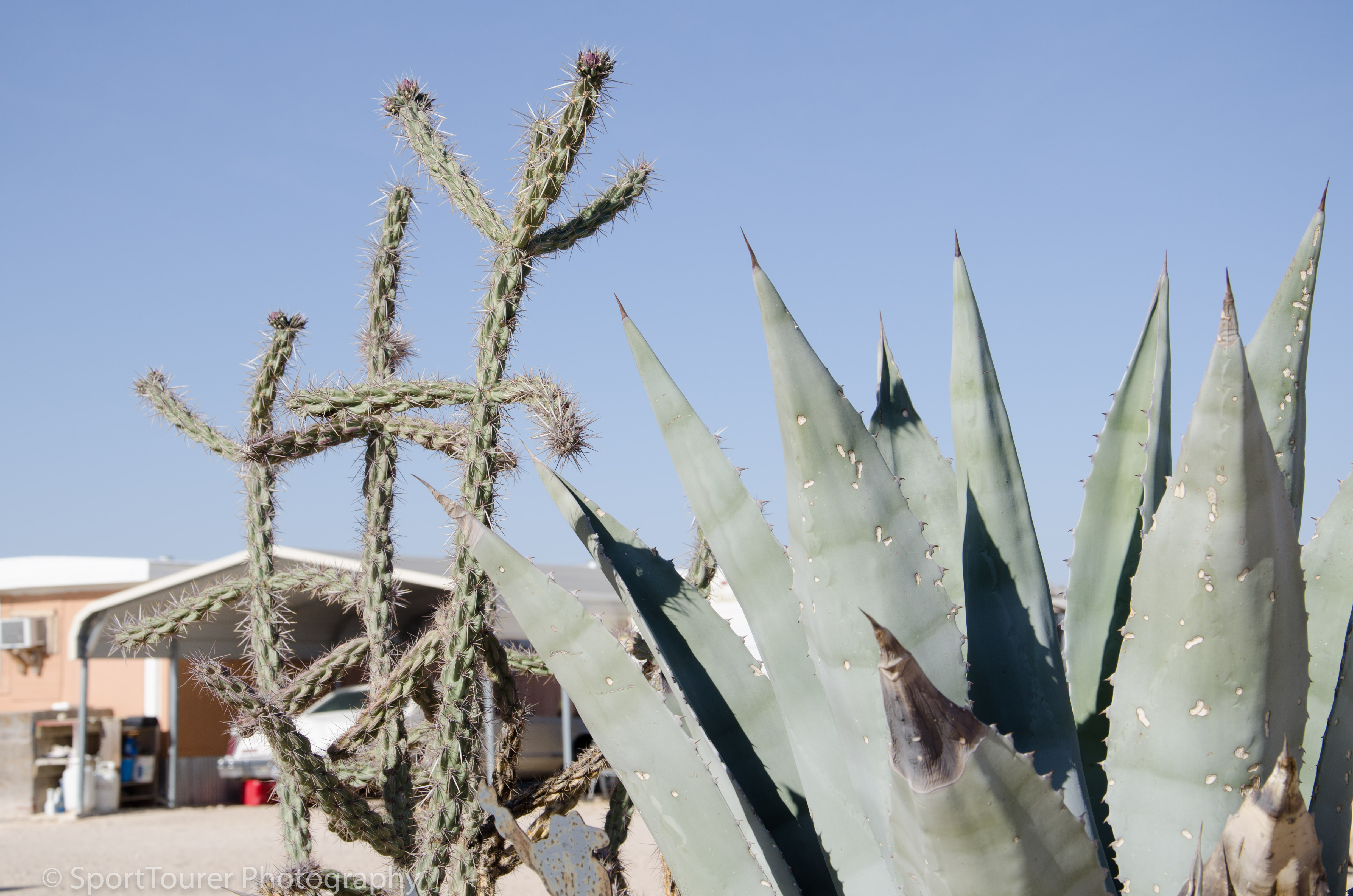  Hardy desert plants - Cactus and Sisal 